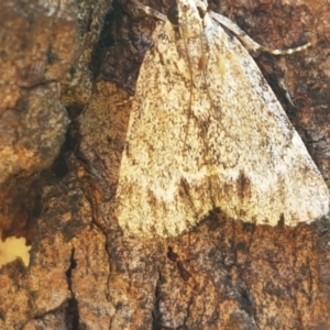 Spectrotrota fimbrialis at Holt, ACT - 28 Mar 2021 11:42 AM