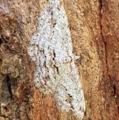 Didymoctenia exsuperata (Thick-lined Bark Moth) at Holt, ACT - 28 Mar 2021 by trevorpreston
