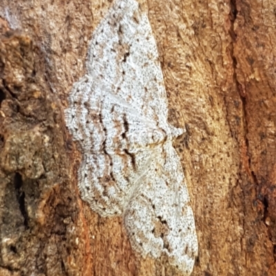 Didymoctenia exsuperata (Thick-lined Bark Moth) at Holt, ACT - 28 Mar 2021 by tpreston