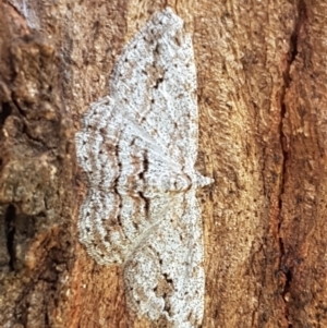 Didymoctenia exsuperata at Holt, ACT - 28 Mar 2021