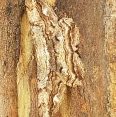 Scioglyptis lyciaria (White-patch Bark Moth) at Holt, ACT - 28 Mar 2021 by tpreston