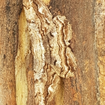 Scioglyptis lyciaria (White-patch Bark Moth) at Holt, ACT - 28 Mar 2021 by tpreston