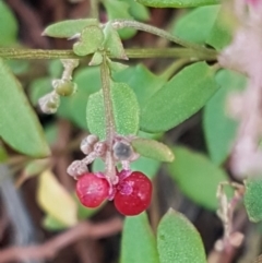 Einadia nutans subsp. nutans (Climbing Saltbush) at Holt, ACT - 28 Mar 2021 by tpreston