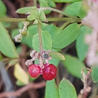 Einadia nutans subsp. nutans (Climbing Saltbush) at Holt, ACT - 28 Mar 2021 by trevorpreston