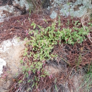 Einadia nutans subsp. nutans at Holt, ACT - 28 Mar 2021