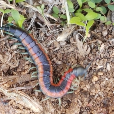 Scolopendra laeta (Giant Centipede) at Holt, ACT - 28 Mar 2021 by trevorpreston