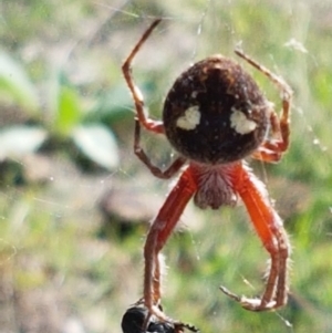 Araneinae (subfamily) at Holt, ACT - 28 Mar 2021