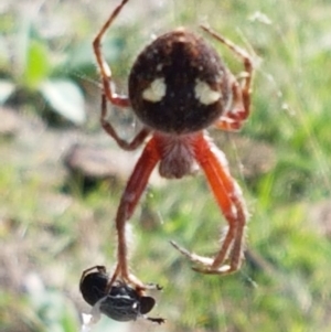 Araneinae (subfamily) at Holt, ACT - 28 Mar 2021