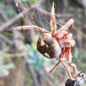 Araneinae (subfamily) at Holt, ACT - 28 Mar 2021