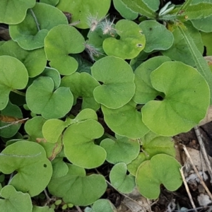 Dichondra repens at Holt, ACT - 28 Mar 2021