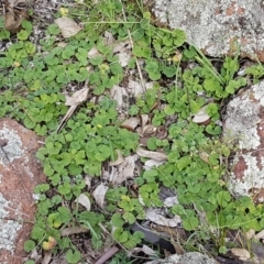 Dichondra repens at Holt, ACT - 28 Mar 2021