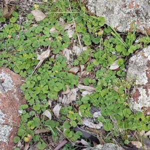 Dichondra repens at Holt, ACT - 28 Mar 2021 11:59 AM