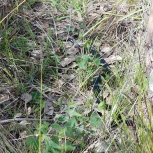 Pseudechis porphyriacus at Holt, ACT - 28 Mar 2021