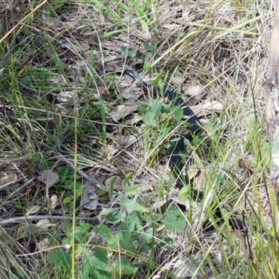 Pseudechis porphyriacus (Red-bellied Black Snake) at Woodstock Nature Reserve - 28 Mar 2021 by tpreston