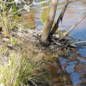 Pseudechis porphyriacus at Holt, ACT - 28 Mar 2021