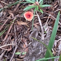 Russula sp. (Russula) at Tallaganda National Park - 27 Mar 2021 by SthTallagandaSurvey