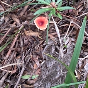 Russula sp. (genus) at Jingera, NSW - 27 Mar 2021