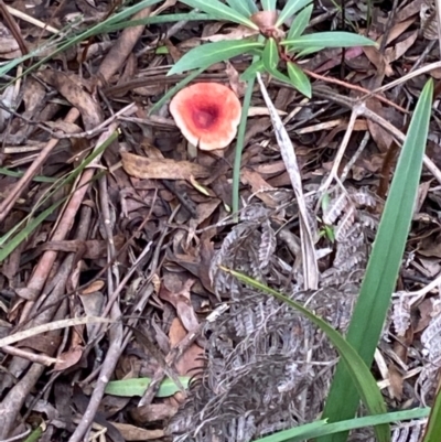 Russula sp. (genus) (Russula) at Jingera, NSW - 27 Mar 2021 by SthTallagandaSurvey