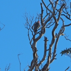 Callocephalon fimbriatum (Gang-gang Cockatoo) at Woodstock Nature Reserve - 27 Mar 2021 by wombey