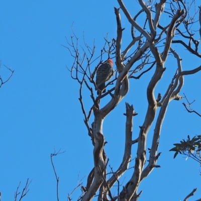 Callocephalon fimbriatum (Gang-gang Cockatoo) at Holt, ACT - 28 Mar 2021 by wombey