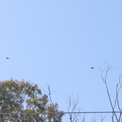 Caligavis chrysops (Yellow-faced Honeyeater) at O'Connor, ACT - 27 Mar 2021 by ConBoekel