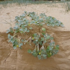 Arctotheca populifolia at Wallagoot, NSW - 28 Mar 2021