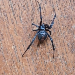 Latrodectus hasselti (Redback Spider) at Isaacs, ACT - 28 Mar 2021 by Mike