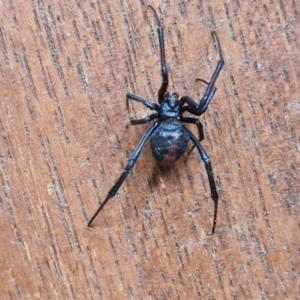 Latrodectus hasselti at Isaacs, ACT - 28 Mar 2021