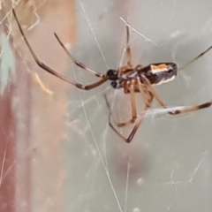 Latrodectus hasselti at Isaacs, ACT - 28 Mar 2021