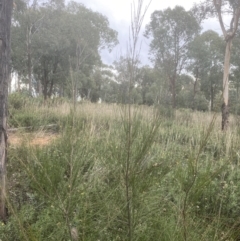 Casuarina/Allocasuarina sp. (Casuarina) at Hughes Grassy Woodland - 28 Mar 2021 by KL