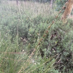 Casuarina/Allocasuarina sp. at Hughes, ACT - 28 Mar 2021 05:28 PM