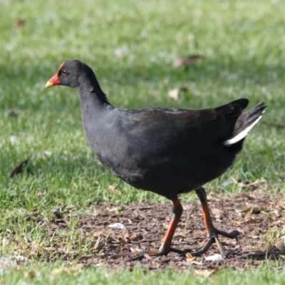 Gallinula tenebrosa (Dusky Moorhen) at Wodonga, VIC - 28 Mar 2021 by PaulF