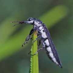 Rhinotia sp. (genus) (Unidentified Rhinotia weevil) at Dryandra St Woodland - 27 Mar 2021 by ConBoekel