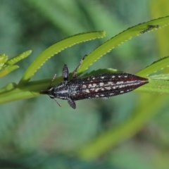 Rhinotia sp. (genus) at Acton, ACT - 28 Mar 2021 09:25 AM