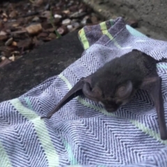 Nyctophilus sp. (genus) (A long-eared bat) at Michelago, NSW - 28 Mar 2021 by LisaH