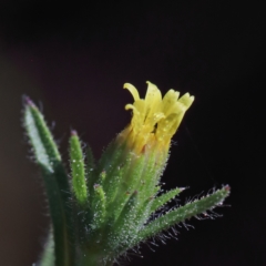 Dittrichia graveolens (Stinkwort) at O'Connor, ACT - 27 Mar 2021 by ConBoekel