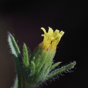 Dittrichia graveolens at O'Connor, ACT - 28 Mar 2021