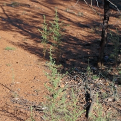 Dittrichia graveolens at O'Connor, ACT - 28 Mar 2021