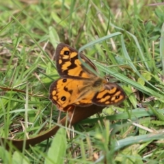 Heteronympha penelope (Shouldered Brown) at Mongarlowe River - 16 Mar 2021 by LisaH