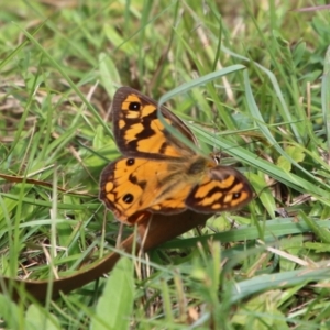 Heteronympha penelope at Mongarlowe, NSW - 16 Mar 2021