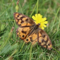 Heteronympha penelope at Mongarlowe, NSW - 16 Mar 2021