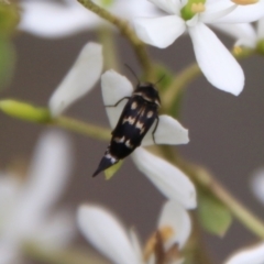 Mordellidae (family) (Unidentified pintail or tumbling flower beetle) at Mongarlowe, NSW - 16 Mar 2021 by LisaH