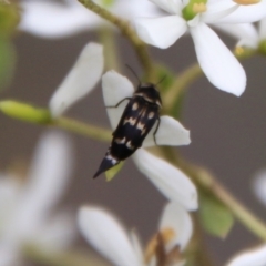 Mordellidae (family) (Unidentified pintail or tumbling flower beetle) at QPRC LGA - 16 Mar 2021 by LisaH