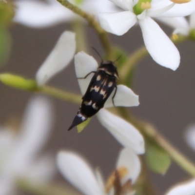 Mordellidae (family) (Unidentified pintail or tumbling flower beetle) at QPRC LGA - 16 Mar 2021 by LisaH