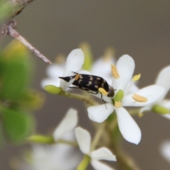 Mordellidae (family) at Mongarlowe, NSW - suppressed