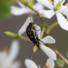 Mordellidae (family) at Mongarlowe, NSW - 16 Mar 2021