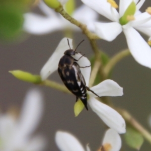 Mordellidae (family) at Mongarlowe, NSW - suppressed