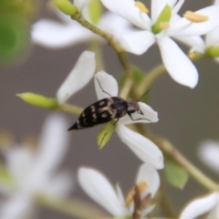 Mordellidae (family) at Mongarlowe, NSW - 16 Mar 2021