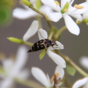 Mordellidae (family) at Mongarlowe, NSW - suppressed