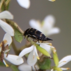 Mordellidae (family) at Mongarlowe, NSW - suppressed